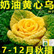 Yellow cabbage seeds are cold and wet-resistant, chrysanthemum heart butter yellow cabbage vegetable seeds for garden planting, yellow cabbage seeds, buy three packs, get two packs free, about 5,000 grains