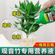 OUOETY Guanyin Bambus-Nährstofflösung Lucky Bamboo Hydroponic Plant Universal Rooted Water Root Spezialdünger Behandelt speziell gelbe Blätter Lucky Bamboo Special Nutrient Solution 2 Flaschen