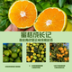 酸甜云南新鲜青橘孕妇青皮当季无籽橘子桔子薄皮水果多汁一整箱 250g 55-60mm