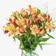 Narcissus lily flowers alstroemeria orange orange red Yunnan base fresh straight hair bloom fast and long flowering period 10 narcissus lilies (wake up the flowers first when they arrive, only 1-2 leaves can be left)