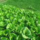 Original Shanghai Green Four Seasons Spring Autumn Rapeseed Cabbage Small Greens Fresh Vegetables April Slow May Slow Pack Shanghai Green Seeds 1 Pack About 1000 Tablets