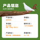 BOZAIJIA free-range pigeons in the forest, net weight 3.6 Jin [Jin equals 0.5 kg] 6 pieces in total, fresh earthy pigeon meat, free-range pigeon soup, direct source