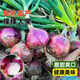 Onion seedlings, Shandong purple-skinned onion seedlings, fruit onion seedlings, cold-resistant and easy to live, freshly planted seedlings, dug and sold now, purple-skinned onion seedlings, 100 pieces