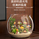 Round household transparent small fish tank desktop 4K ultra-clear desktop fish tank decoration and ornamental one-piece desktop ecological aquarium turtle tank goldfish tank round fish tank small size 12.5*13.5*13.5cm