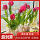 Imported hydroponic tulip bulbs, large five-degree bulbs, soil-cultivated tulip bulbs, cold-resistant, blooming in winter, easy to maintain, 1 bulb, trial planting/no gifts, 11-12cm circumference