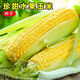National Approval Fruit Corn Seeds Fresh Sweet and Crisp National Approval Sweet Corn Seeds Farmhouse Garden Vegetables National Approval Fruit Corn Seeds 3 packs of about 150 grains