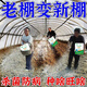 Soil bacteria clear agricultural genuine soil-borne diseases special rapid disinfection, sterilization and resistance to repeated cropping microbial fertilizer 5 bags, sterilization and disease resistance, soaring production