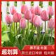 Imported hydroponic tulip bulbs, large five-degree bulbs, soil-cultivated tulip bulbs, cold-resistant, blooming in winter, easy to maintain, 1 bulb, trial planting/no gifts, 11-12cm circumference