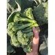 Broccoli moss seedlings, cauliflower seedlings, soil seedlings, broccoli moss seedlings, vegetable seedlings, four seasons broccoli, 10 broccoli moss seedlings, tender and sweet