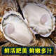 Fresh Rushan oysters, fresh oysters, 5 Jin Jin equal to 0.5 kg box, 4XL large oysters (9-14 pieces per box), net weight 5 Jin Jin, equal to 0.5 kg oysters