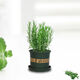 Rosemary seedling potted edible mosquito repellent plant vanilla mint seedling green plant indoor fried steak hydroponic flowers 1 rosemary pot with an overall height of about 25cm + gray starry water-absorbing basin + fertilizer