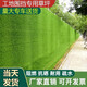Yalu Selective Decorative Lawn Simulation Artificial Plastic Fake Turf Artificial Carpet Balcony Outdoor Kindergarten Green Mat 1cm Engineering Encrypted Grass (price is 1 square meter)
