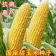 National Approval Fruit Corn Seeds Fresh Sweet and Crisp National Approval Sweet Corn Seeds Farmhouse Garden Vegetables National Approval Fruit Corn Seeds 3 packs of about 150 grains