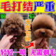 Fluffy and smooth dog knotting spray Bichon Teddy dog and cat hair knotting artifact no-wash knotting water five bottles never knotting buy 3 get 2 free
