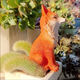 Fantasy nine-tailed fox succulent flower bonsai decorative ornaments outdoor monkey tail column landscape white small fox tail red fox lying