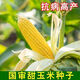 National Approval Fruit Corn Seeds Fresh Sweet and Crisp National Approval Sweet Corn Seeds Farmhouse Garden Vegetables National Approval Fruit Corn Seeds 3 packs of about 150 grains