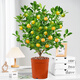 Rose Village Four Seasons Kumquat Potted Saplings Indoor Living Room Fortune Plants Kumquat 40-50cm + Simple Pot Straight from the Source