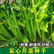 Jinnan Shiqin solid celery seeds, balcony potted celery, farmhouse vegetable garden sowing vegetable seeds in all seasons, Jinnan Shiqin seeds, 10 packs, about 10,000 grains