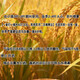 Herbicida de post-emergencia de trigo Jiejie Wheat and Wild Oats, Kanmainiang Hekuo doble matanza sin dañar las plántulas de trigo, paquete de deshierbe de trigo C paquete conjunto de 8 paquetes, elimina Jiejie trigo, bromo, avena silvestre versión mejorada 1 juego