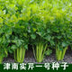 Jinnan Shiqin solid celery seeds, balcony potted celery, farmhouse vegetable garden sowing vegetable seeds in all seasons, Jinnan Shiqin seeds, 10 packs, about 10,000 grains