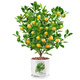 Rose Village Four Seasons Kumquat Potted Saplings Indoor Living Room Fortune Plants Kumquat 40-50cm + Simple Pot Straight from the Source
