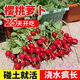 Cherry fruit radish seeds~thin-skinned carrot seeds garden potted small white lazy people easy to grow fruit cherry radish*1 pack 300 capsules