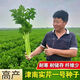 Jinnan Shiqin solid celery seeds, balcony potted celery, farmhouse vegetable garden sowing vegetable seeds in all seasons, Jinnan Shiqin seeds, 10 packs, about 10,000 grains