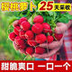 Cherry fruit radish seeds~thin-skinned carrot seeds garden potted small white lazy people easy to grow fruit cherry radish*1 pack 300 capsules