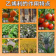 Huayi Feiling 40% Ethephon Walnut Banana Persimmon Tomato Rice Ripening Agent Pesticide Plant Growth Regulator 350g