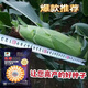 Qiuying dual-national review high-yielding big-stick corn, dwarf-stem corn seed, disease-resistant, lodging-resistant, drought-resistant, saline-alkali resistant, southern and northern common seed, Dongdan 806 2.7Jin Jin is equal to 0.5 kg