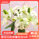 Jingdong Flowers Yunnan Kunming Flower Base Straight Hair White Perfume Lily 9 Family Life Flowers Straight Hair Source