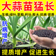 Modern garlic special fertilizer expands, prevents dryness, prevents disease, increases production, strong and high-yielding new fertilizer, 1 barrel, uses 1 mu of land