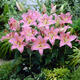 Lily potted flowers bloom in all seasons with buds. Perfume lily indoor and outdoor flower potted lily bulb seeds. Individual bulb colors are random. Pot soil not included. Diameter 4-5 cm.