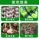 Garlic Bacteria Cleaner Original Liquid for Garlic Planting, Special for Onion, Ginger, and Garlic Ganjianling, which removes yellow leaf root rot and foliar fertilizer. One bottle of garlic bacteria cleaner.