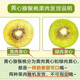 Sunshine Golden Fruit domestic kiwi fruit kiwi fruit golden peach mud kiwi fresh fruit fresh large fruit for pregnant women in season 6 small fruits 50-70g (activity type)