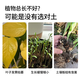 Nutrient soil for growing vegetables, organic orchid plant potting soil, coconut brick soil, selected nutrient soil 5 Jin Jin is equal to 0.5 kg