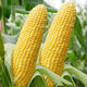 National Approval Fruit Corn Seeds Fresh Sweet and Crisp National Approval Sweet Corn Seeds Farmhouse Garden Vegetables National Approval Fruit Corn Seeds 3 packs of about 150 grains