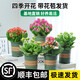 Kalanchoe potted plant with double large flowers and buds is a flower plant that blooms indoors in all seasons and is easy to grow. 12. Golden Fox (with buds) comes with fertilizer and does not include a pot.