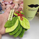 New style to remove bad luck, grapefruit leaf pendant, good luck pendant, grandpa does not make tea, same style cute schoolbag to send to best friend, good luck grapefruit leaf pendant-green-1 piece