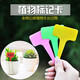Gardening succulent label gardening plant flower name flower pot plastic label waterproof small insert succulent pot white 100 sheets free waterproof pen