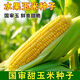 National Approval Fruit Corn Seeds Fresh Sweet and Crisp National Approval Sweet Corn Seeds Farmhouse Garden Vegetables National Approval Fruit Corn Seeds 3 packs of about 150 grains