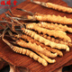 Zangxitang Naqu Cordyceps sinensis, tibetanische Naqu Cordyceps sinensis, Geschenkbox, Cordyceps sinensis 3 1 Gramm 10 Gramm