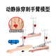 SHXI arteriovenous puncture and infusion arm model with indwelling needle for nurses to practice needle insertion and intramuscular injection training, injection and blood drawing S short arm + cloth bag