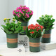 Kalanchoe potted plant with double large flowers and buds is a flower plant that blooms indoors in all seasons and is easy to grow. 12. Golden Fox (with buds) comes with fertilizer and does not include a pot.