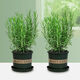 Rosemary seedling potted edible mosquito repellent plant vanilla mint seedling green plant indoor fried steak hydroponic flowers 1 rosemary pot with an overall height of about 25cm + gray starry water-absorbing basin + fertilizer