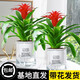 The large pot of Hongyun Dangtou potted plants is suitable for flowers placed in the living room. Indoor flowers and plants are good for feeding the four seasons. Hongyun Dangtou simple pot + nutrient solution with pot.