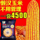 Qiuying dual-national review high-yielding big-stick corn, dwarf-stem corn seed, disease-resistant, lodging-resistant, drought-resistant, saline-alkali resistant, southern and northern common seed, Dongdan 806 2.7Jin Jin is equal to 0.5 kg