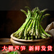 Home of Asparagus First Green Asparagus, Tender Asparagus, Fruit Asparagus, Supermarket Quality Mid-Autumn Festival Steak, Western Food Partner, Intermediate Asparagus, About 0.8 in Diameter, 300g Taste Pack
