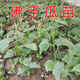 Chayote seedlings, seedlings with roots, seeds, larvae seedlings, melon seedlings, handrail melon planting seedlings, 1 chayote seedling