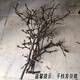 Xingxiang hydroponic plant Magnolia flowers dried branches fresh cut flowers bloom when exposed to water Purple Magnolia 60~80cm 4 branches straight from the source